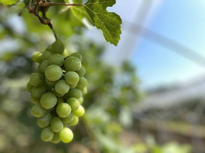 葡之梦瑞都科美广州将推广2个葡萄新品种